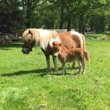 Bed & Breakfast Logis De La Clartiere Falleron