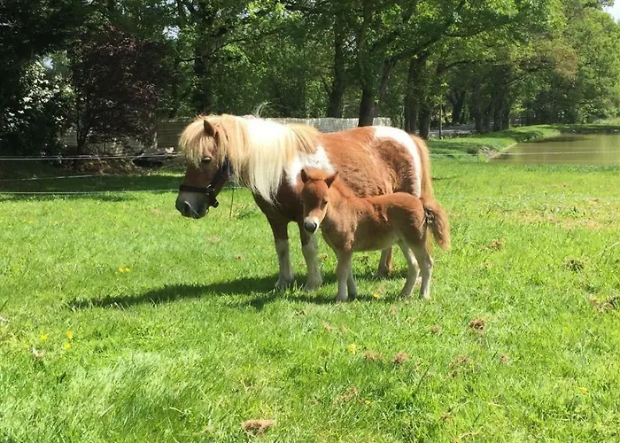 B&B Logis De La Clartiere Falleron
